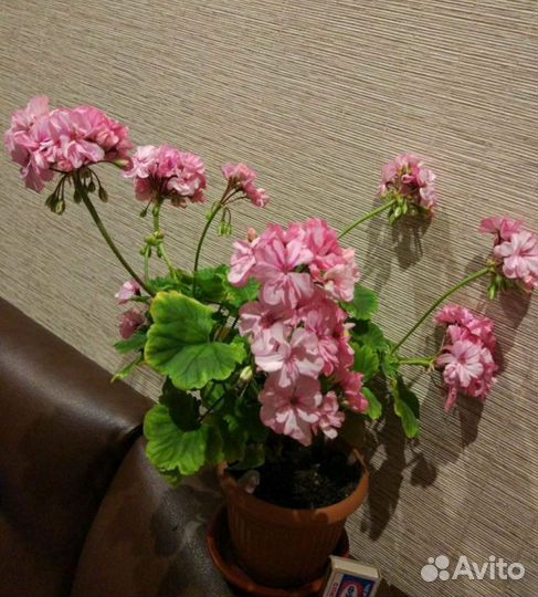 Комнатные цветы растения