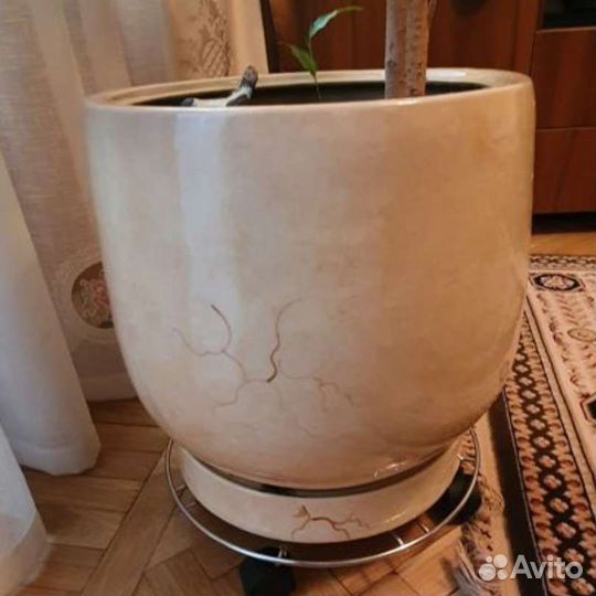 Фикус бенджамина 140см