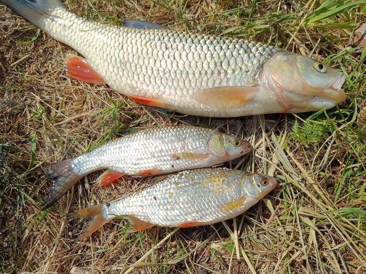 Участок 6 сот. (СНТ, ДНП)