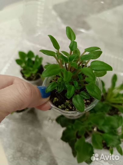 Трейлерные и полуминиатюрные фиалки