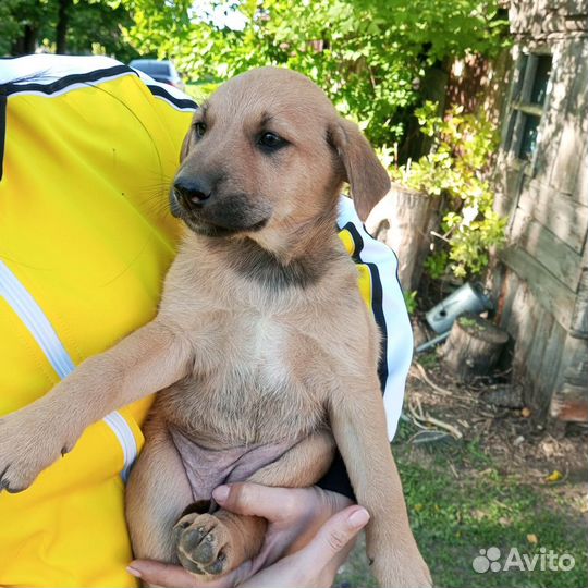 Щенки в добрые руки