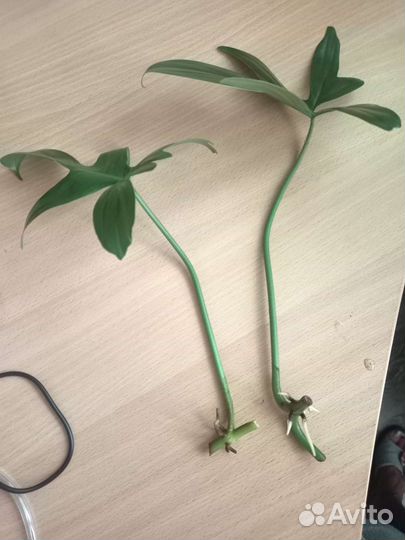 Филодендрон