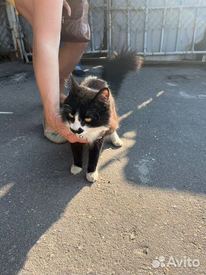 Котенок в добрые руки