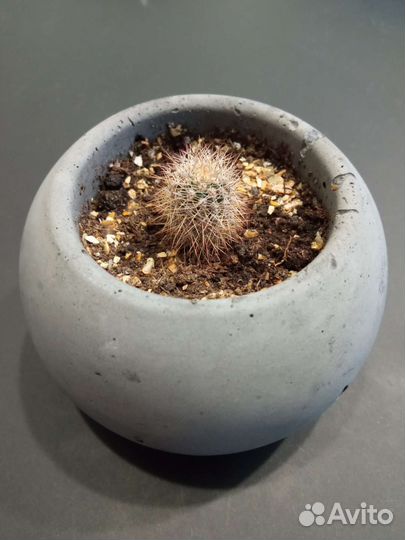 Кактус в каменном горшочке