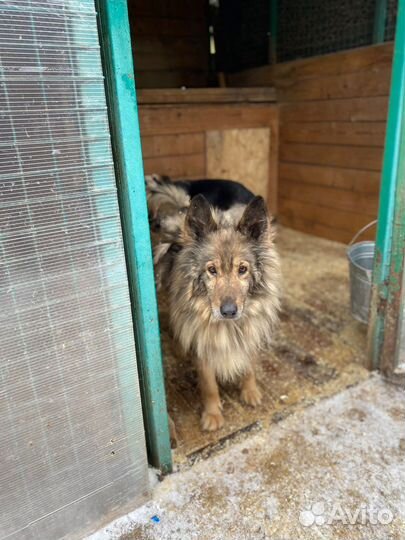 Старушка на доживание