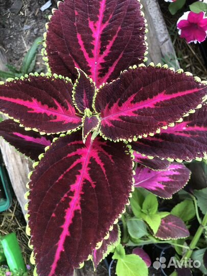 Рассада колеуса