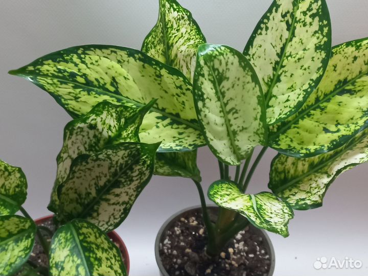 Аглаонема white киви