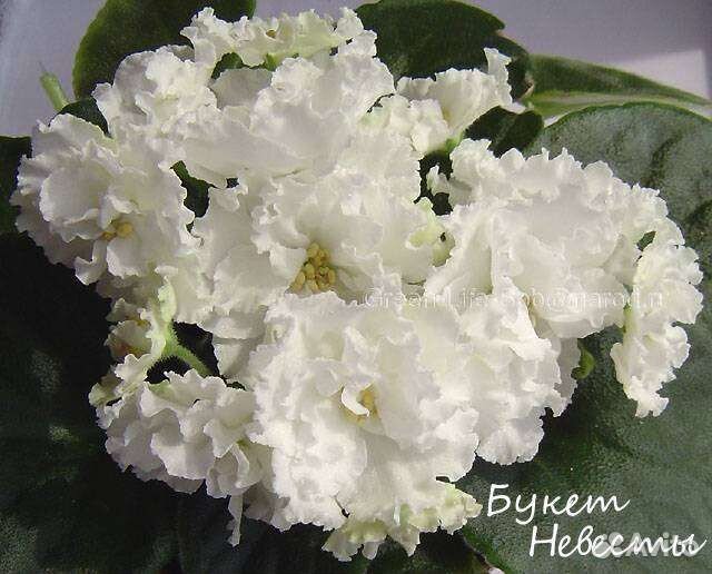 Фиалка Букет невесты