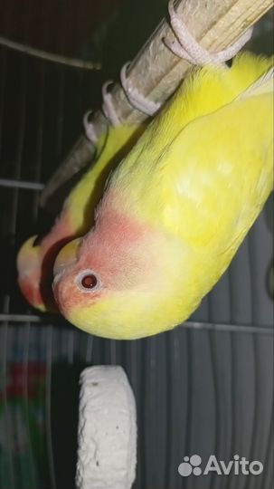 Попугай неразлучники пара с клеткой