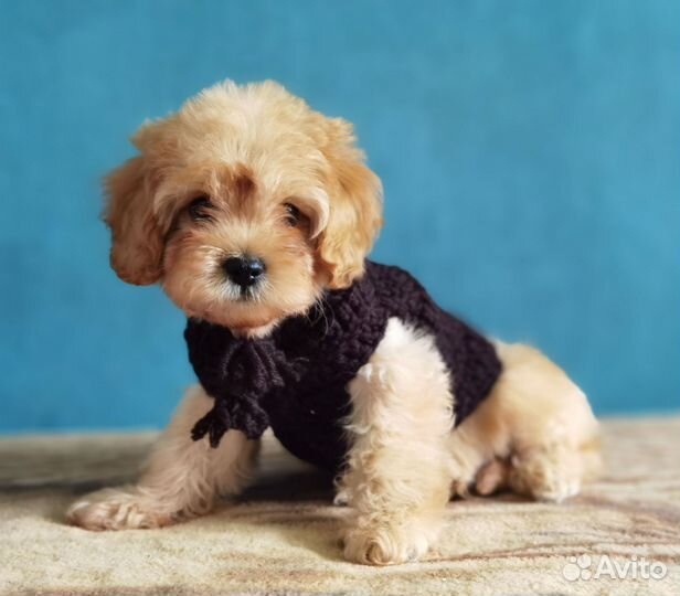 Красавцы кавапу (cavapoo, cockapoo)