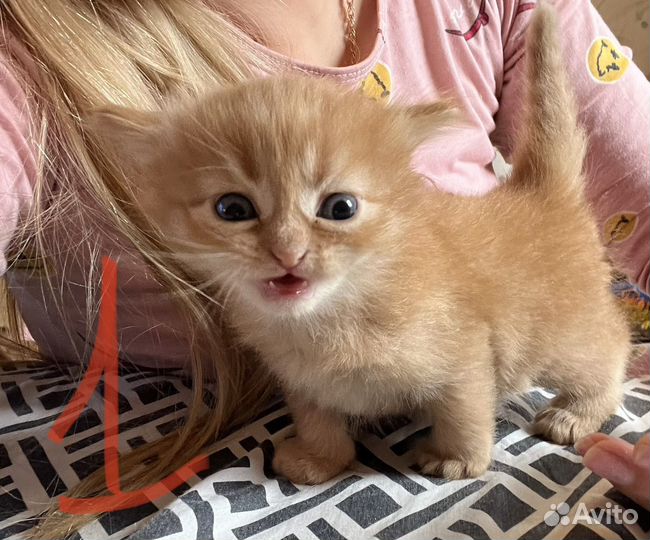 Котята в добрые руки бесплатно