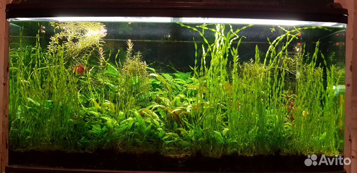 Аквариум 200 литров с тумбой