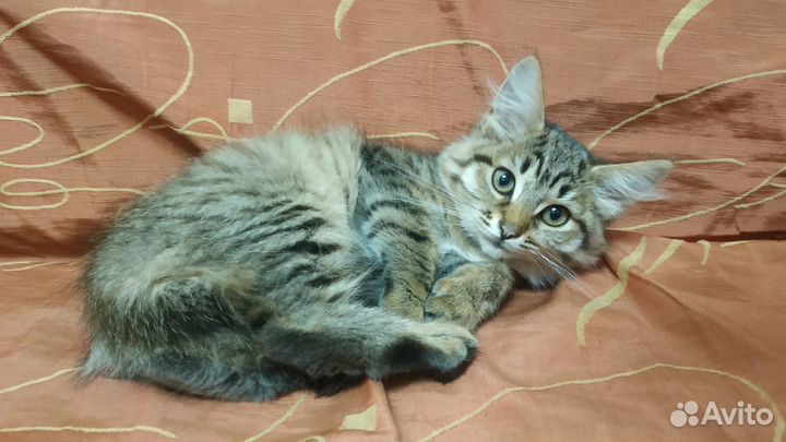 Котёнок-подросток, девочка 5 месяцев