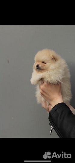 Самые красивые шпицы