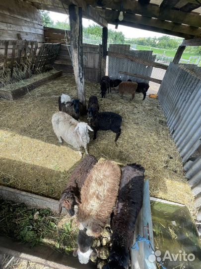 Курдючные бараны овцы