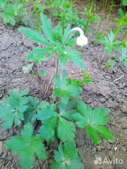 Анемона, цветы многолетники