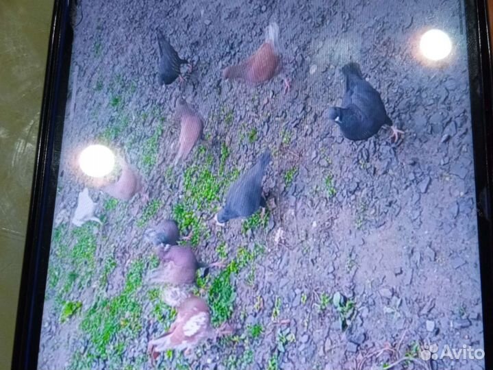 Продажа голубей