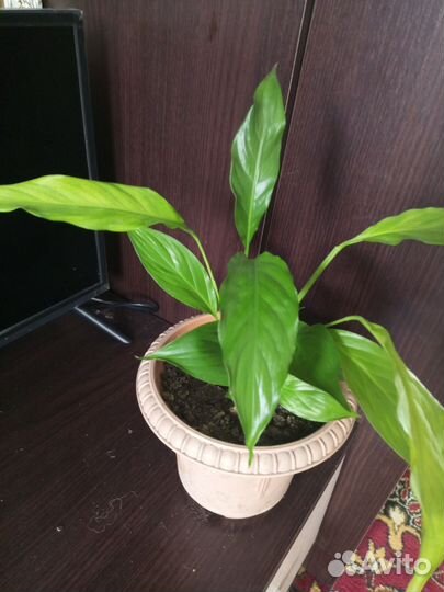 Спатифиллум