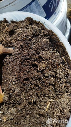 Перегной навоз продажа