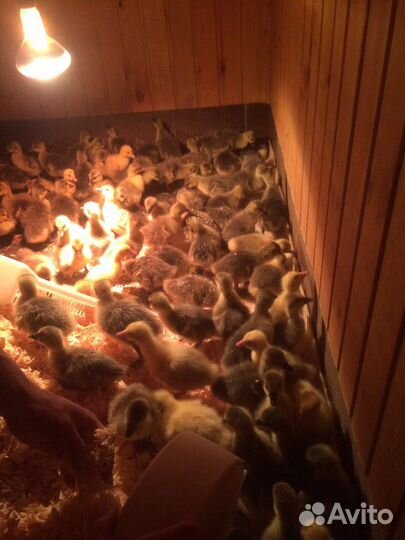 Гусята круп серая, белые губернаторские 3 недели