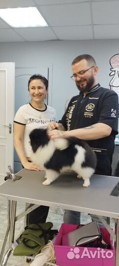 Грумер стрижка собак