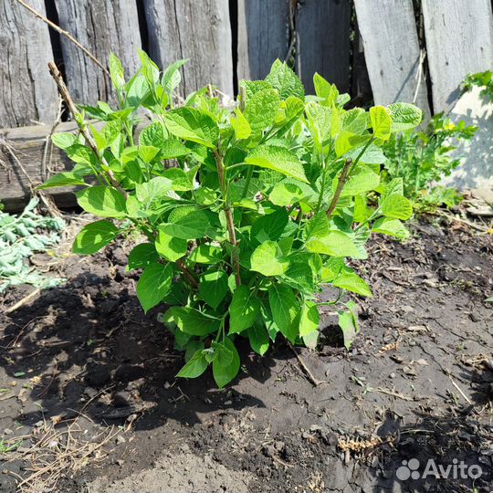 Гортензия древовидная анабель