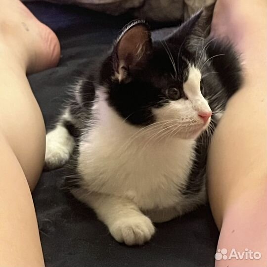 Кошечка в добрые руки