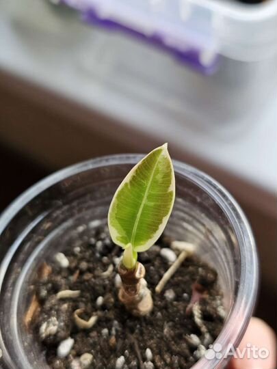 Аглаонема Роуз Сингониум Dazzle color