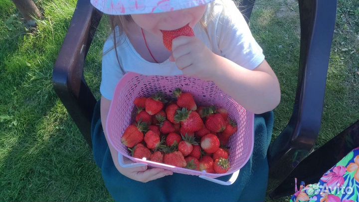 Рассада клубники Луховицы