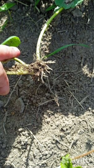 Укоренённые усы клубники