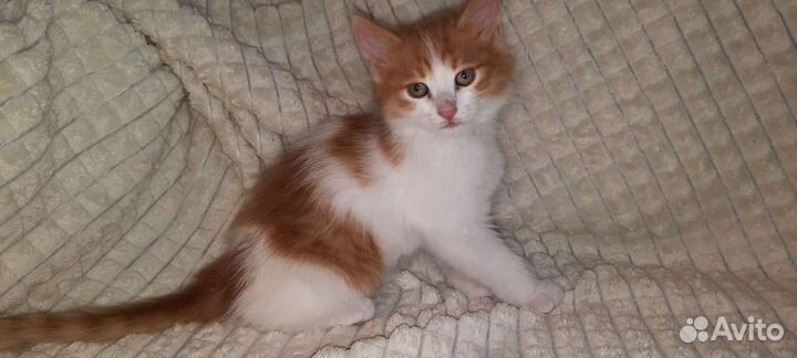 Отдам котят в хорошие руки