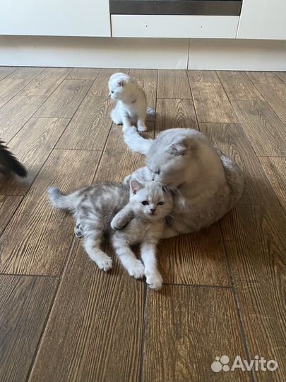 Шотландские котята