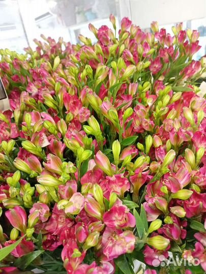 Гипсофила букет на день учителя