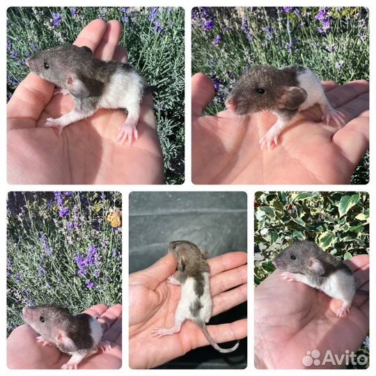 Породные крысята, ушки Дамбо