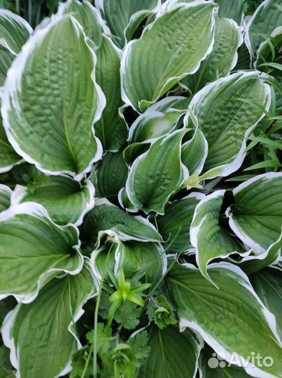 Хоста и примулы