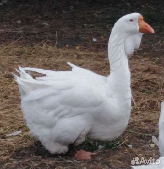 Холмогорские гуси