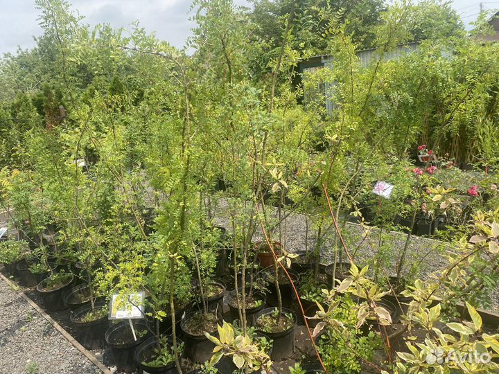 Саженцы березы, клена, липы, рябины