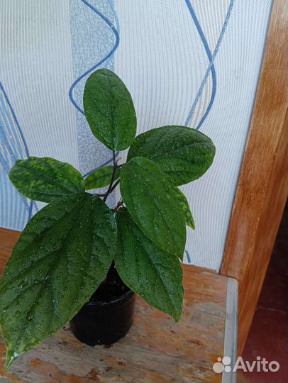 Клеродендрум