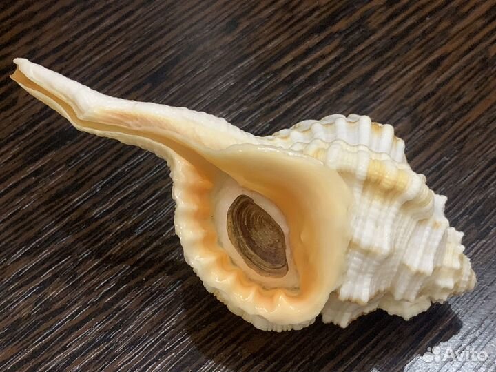 Морские ракушки раковины