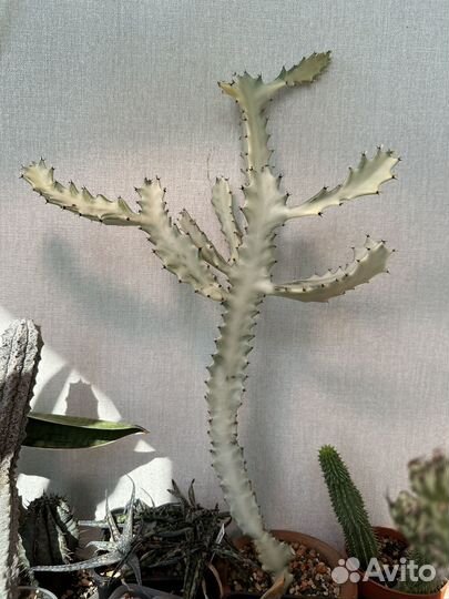 Эуфорбия лактея lactea white ghost