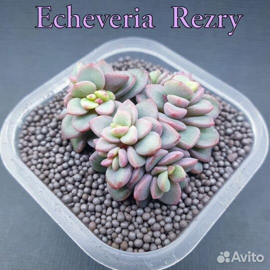 Эхеверия Шавиана Трюфельная