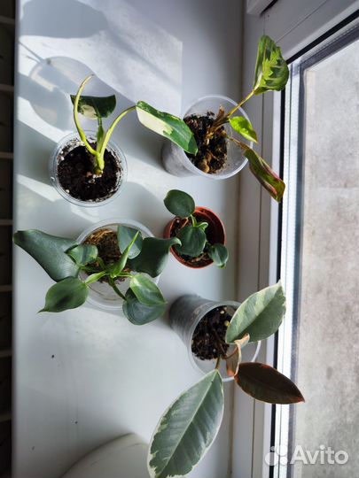 Комнатные растения