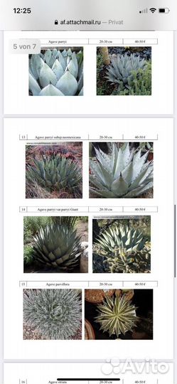 Агавы, пальмы, юкки бамбук и другие растения для о