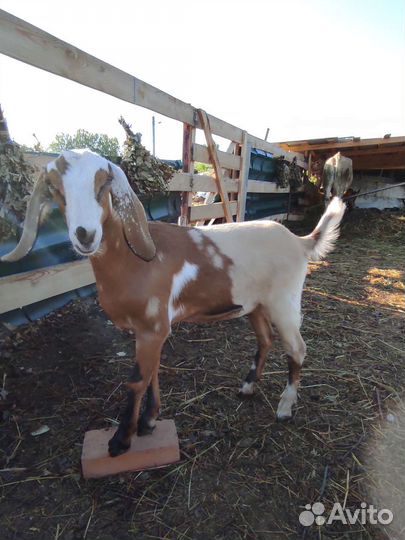 Коза нубийская