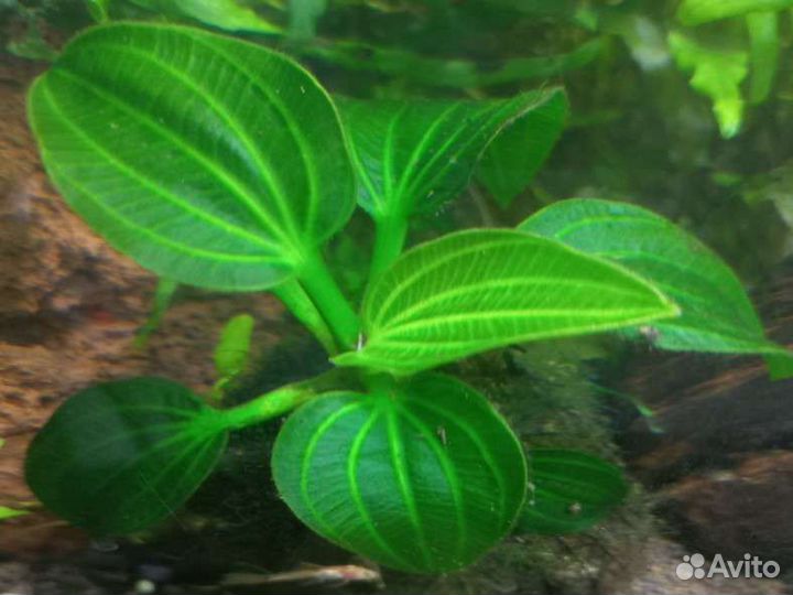 Прополка аквариумных растений, Стерелизатор Jebo