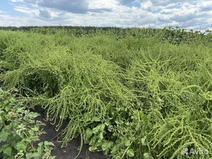 Семена кормовой свеклы