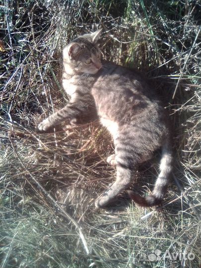 Отдам в самые добрые руки котика и кошку