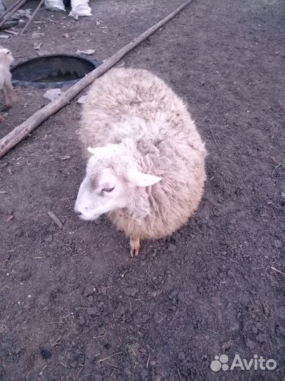 Баран тексель