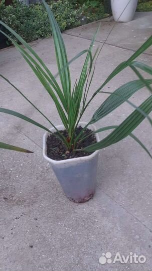 Пальмы Трахикарпус и финик канарский