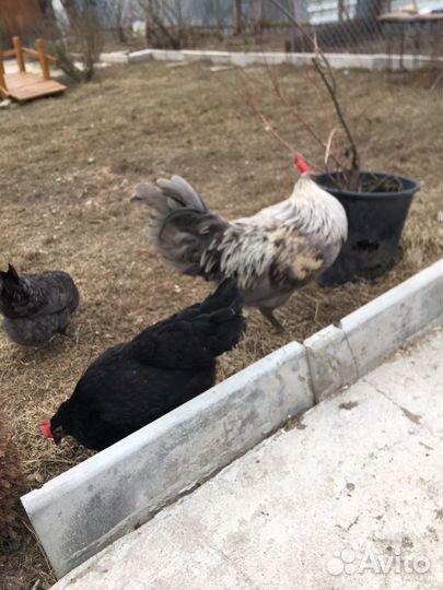 Семья сильверудд